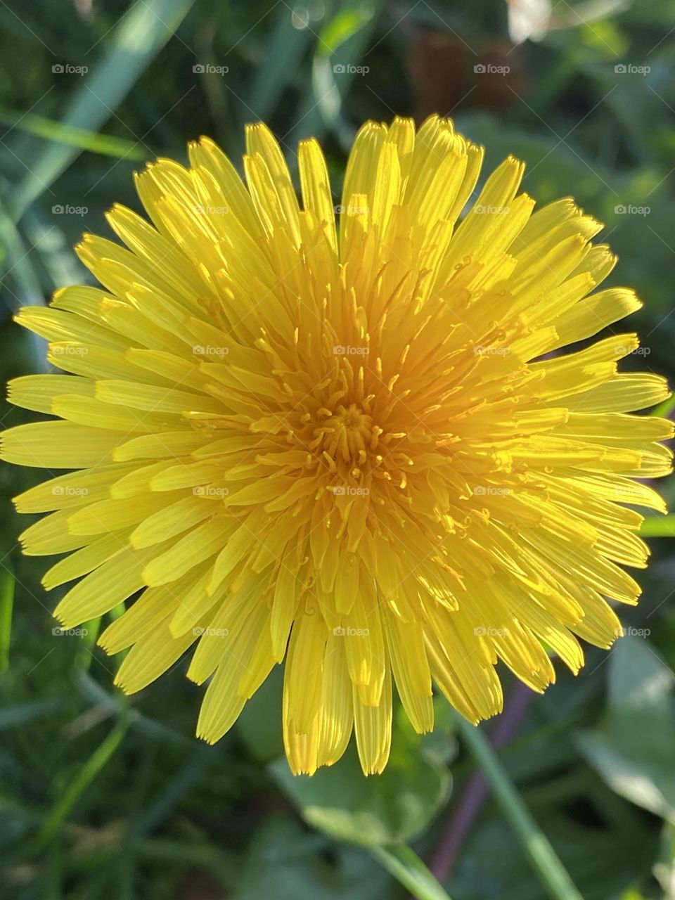 Dandelion 