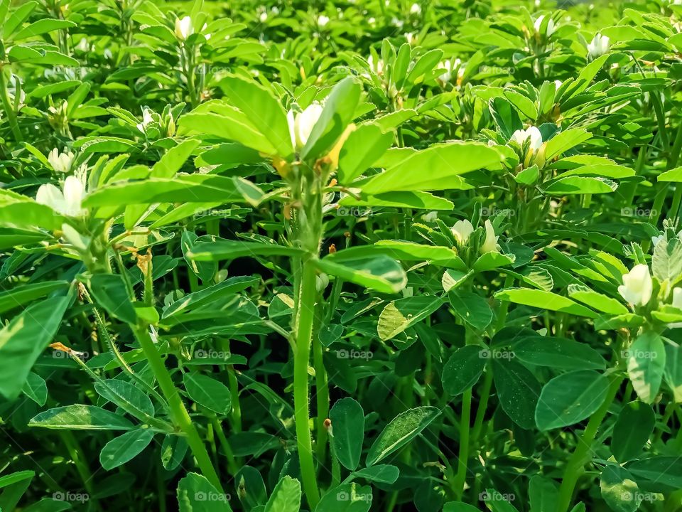 Beautiful fenugreek plants leaf image india