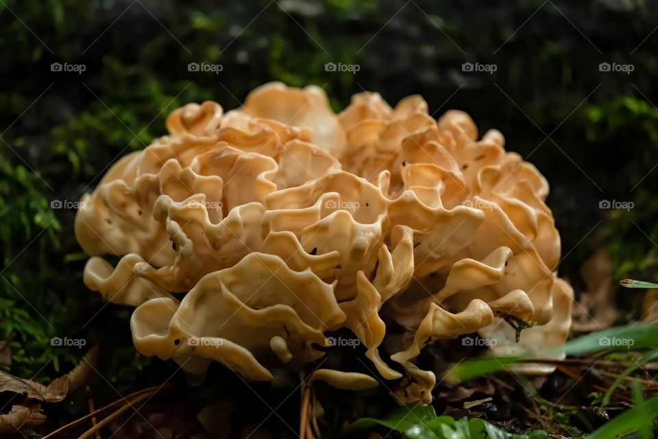 A healthy stand of Eastern Cauliflower Mushroom (Sparassis spathulata). 