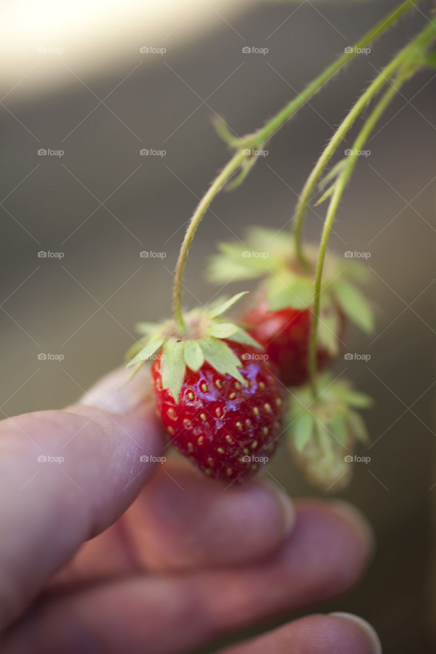 Strawberries