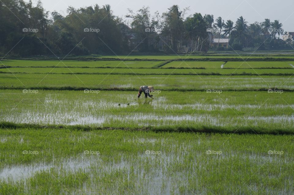 Agriculture, Farm, Landscape, Water, Rice
