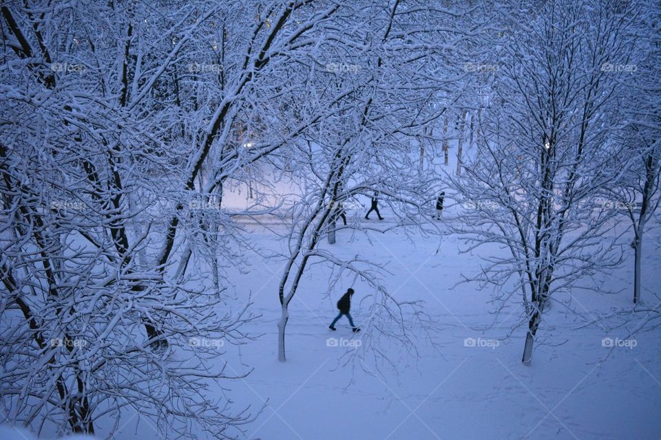 Winter, Snow, Cold, Frost, Tree