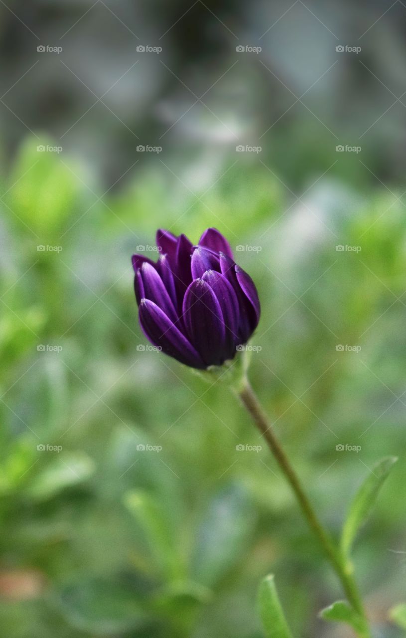 Purple flower 