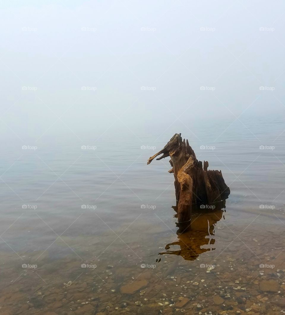 tree stump peeking out of the lake on a cloudy day.