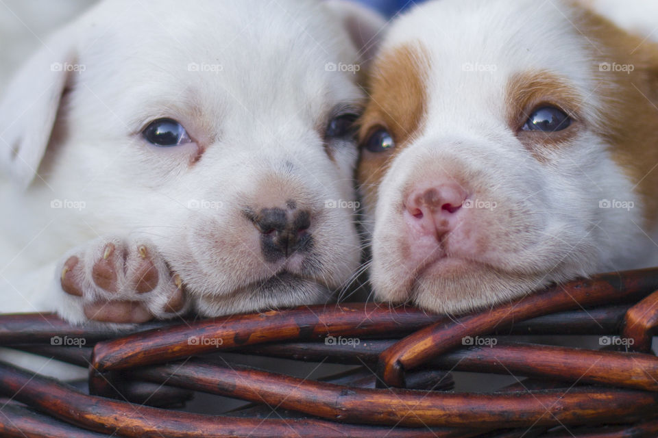 Cute puppies 