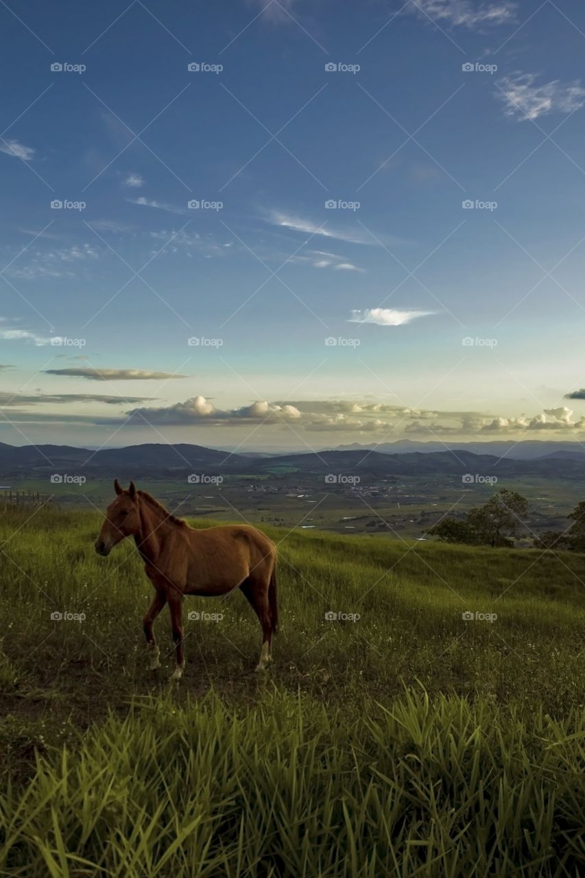 Horse in Brazilian farmlands . A friendly horse let me photograph him as I explored in Bonito NE Brazil 