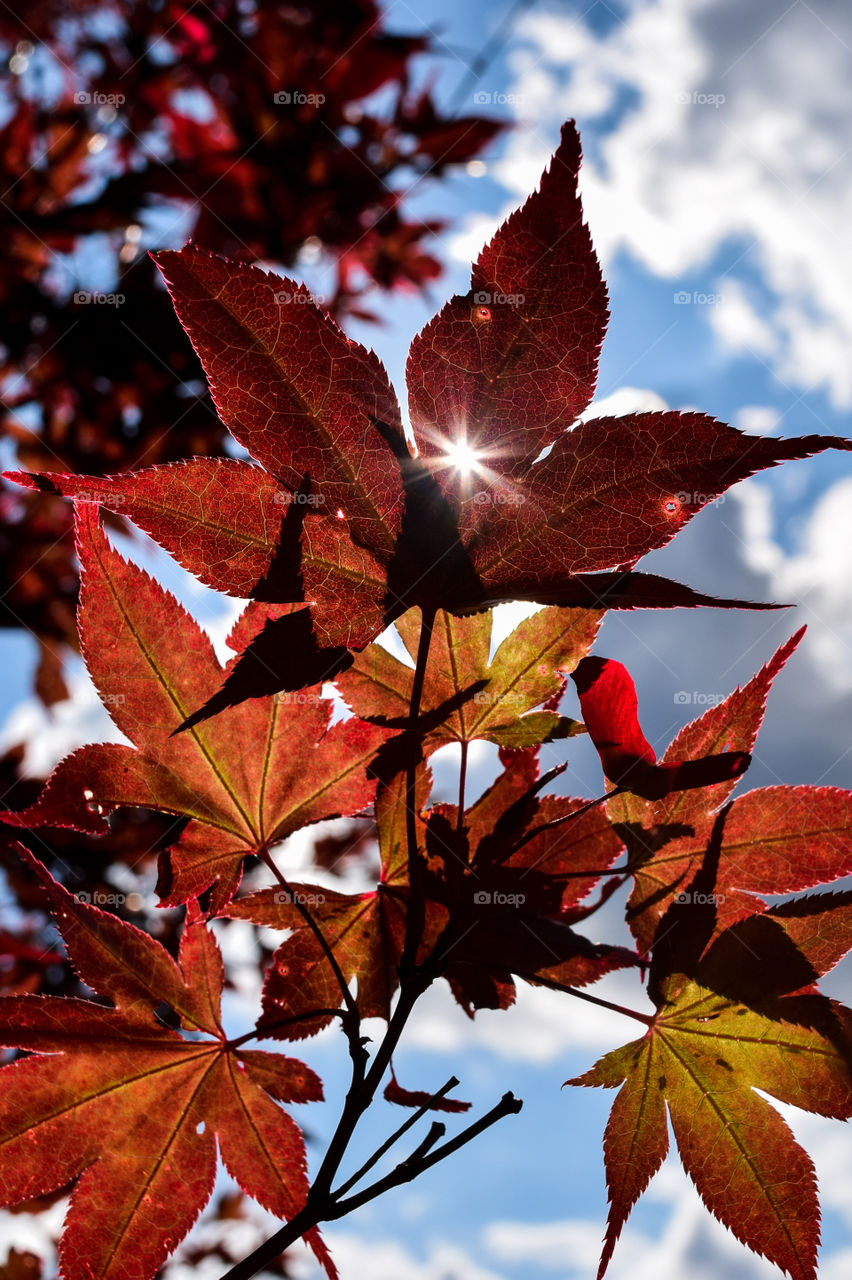Red leaves a a Japanese Maple shine bright in the sunlight of a beautiful day