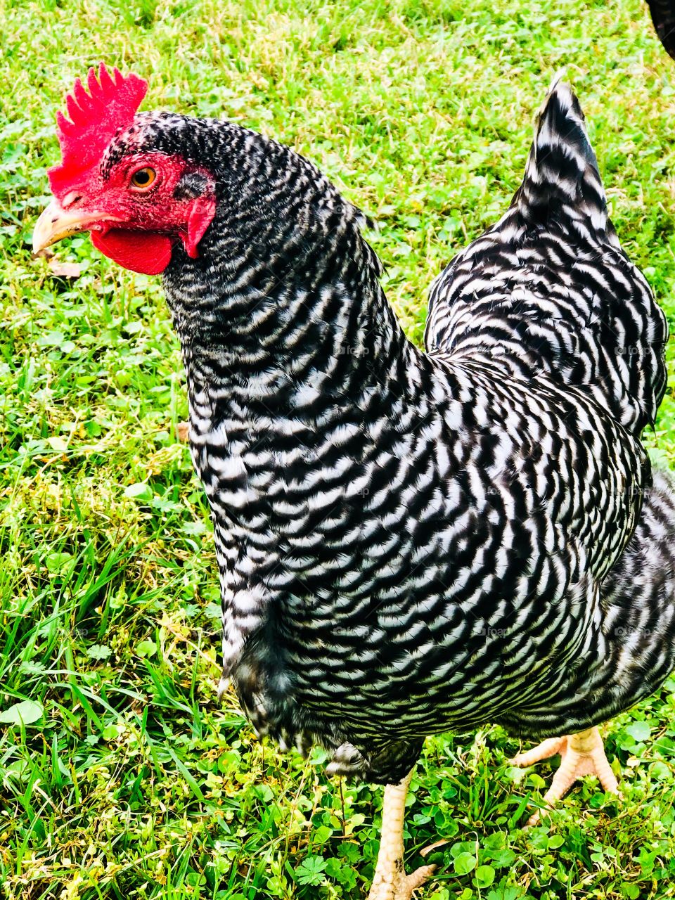 Black and white chicken with red head