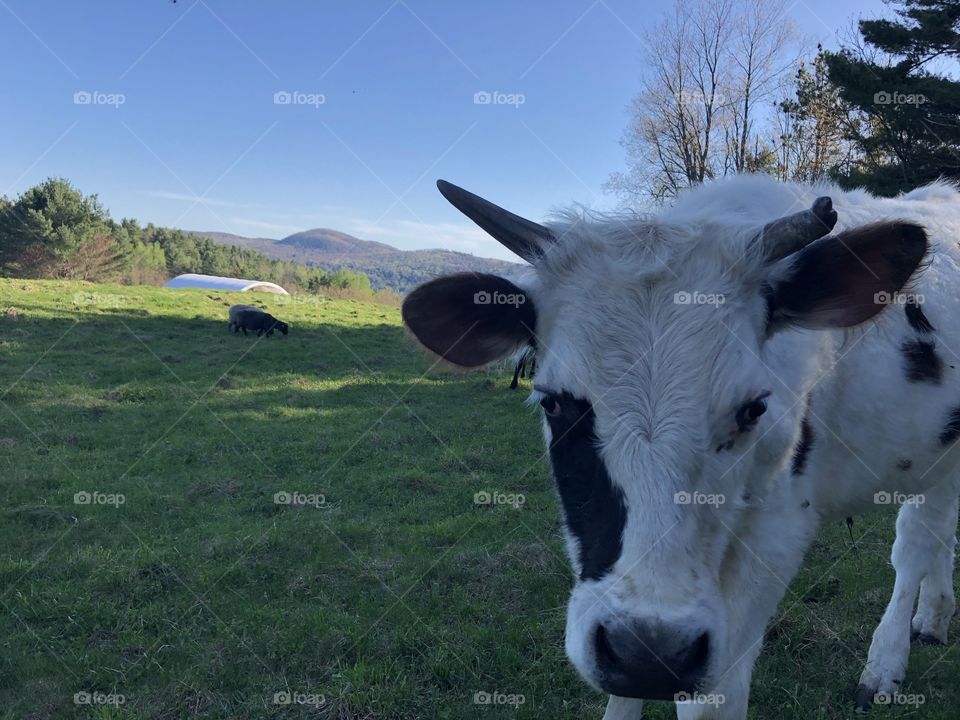 Sterling College, Craftsbury Common, VT cow 3