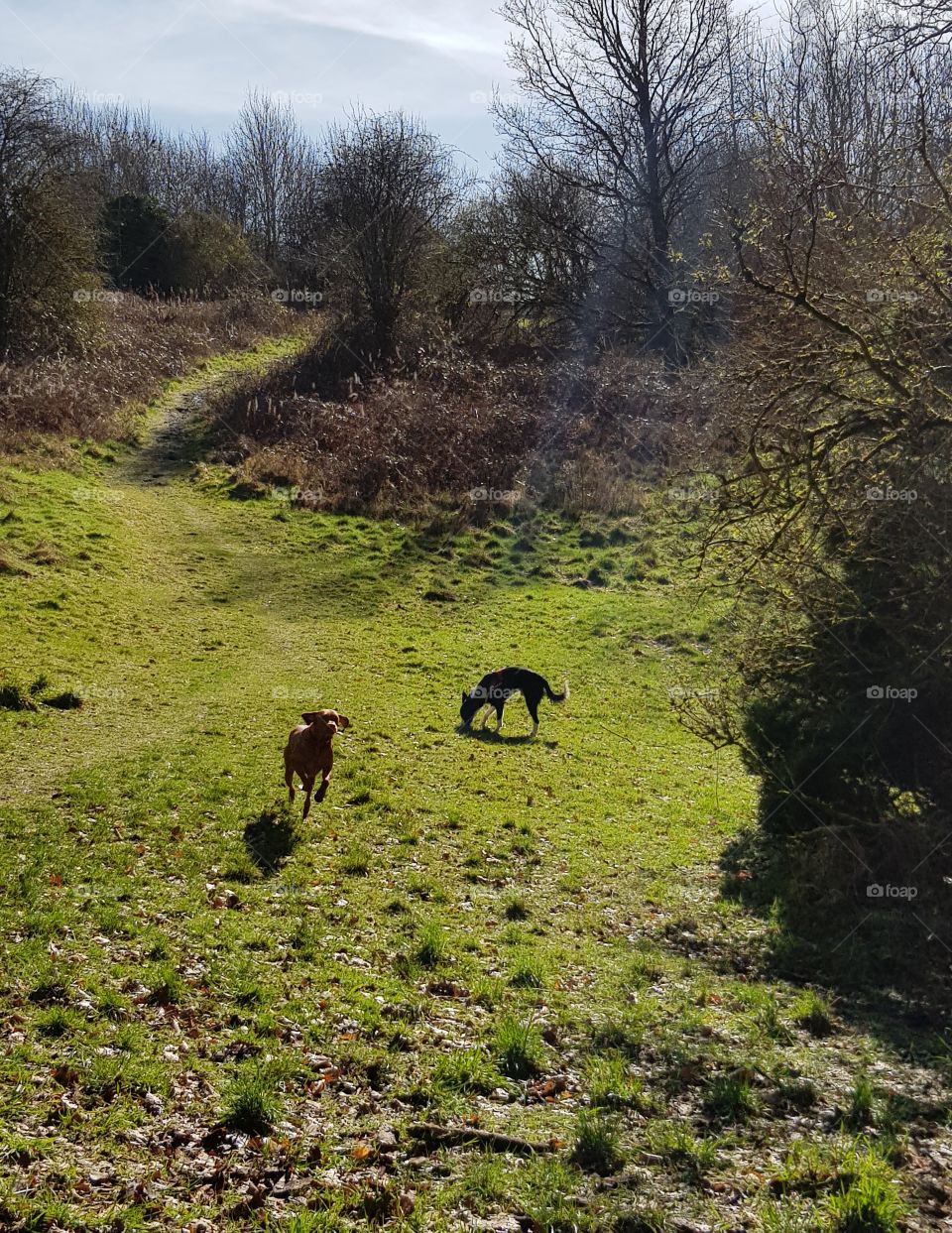 love our walks up the park especially when the sun is shining. max and his friend hollie how gorgeous