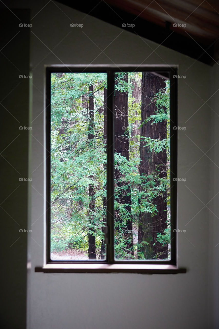 A vertical dual window frame with a central view of cool colored California Redwoods.