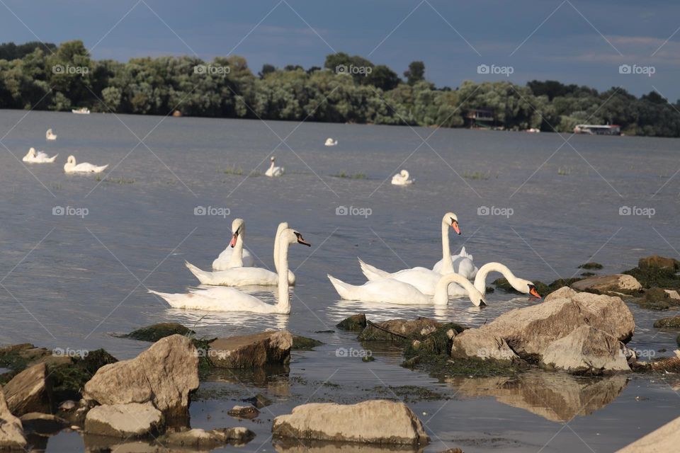 Flock of swans