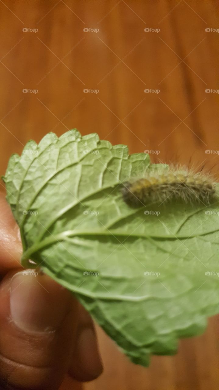 Caterpillar on Lemon Balm