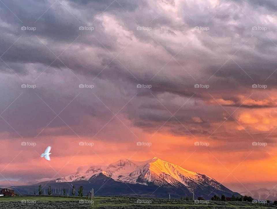White Dove and a Colorado Sunset