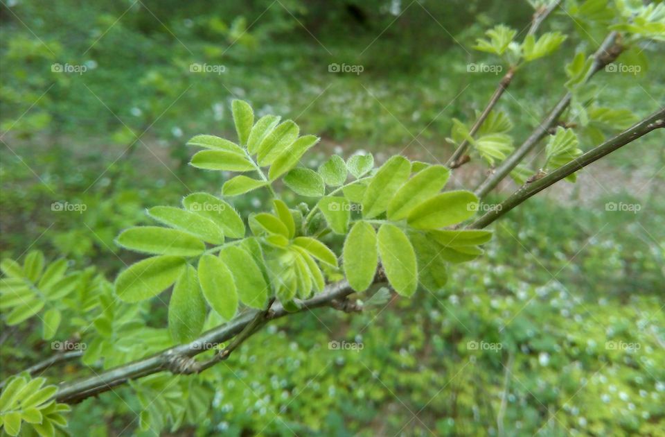 Leaf, Flora, Growth, Nature, Environment