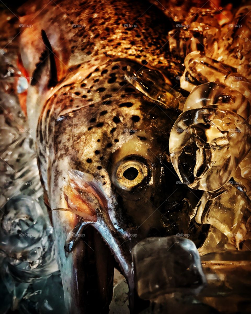 Close up of a large fresh fish on ice at a fish market with golden light shining through transparent ice. 