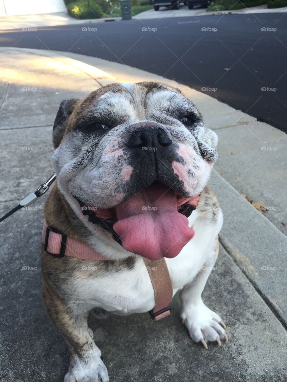 Bulldog on footpath