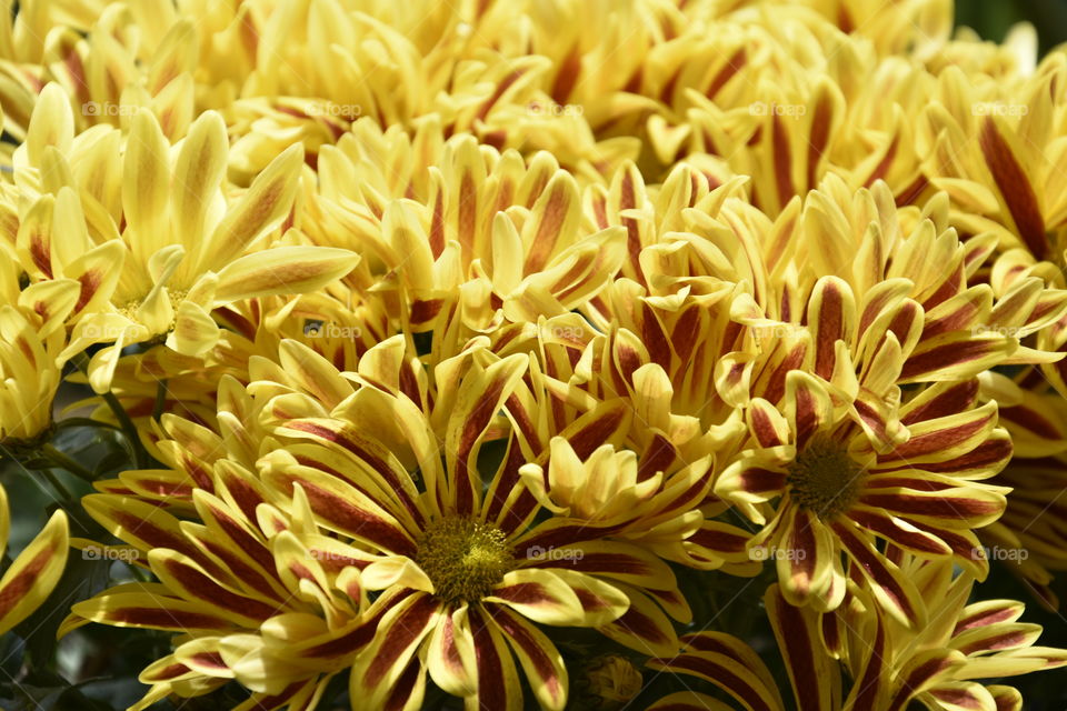 Many yellow flowers