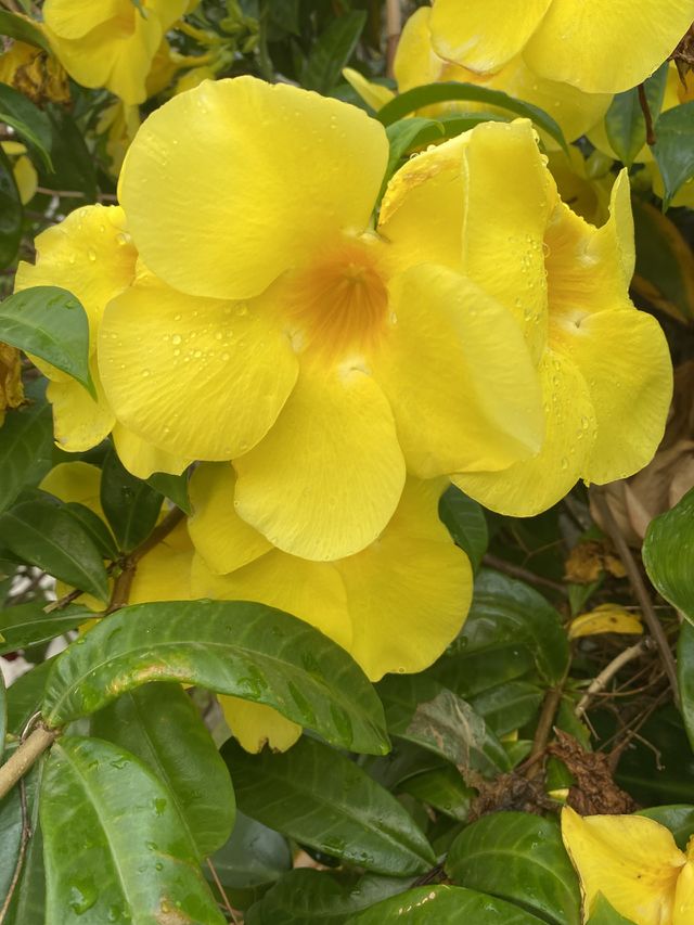Tropical flower 