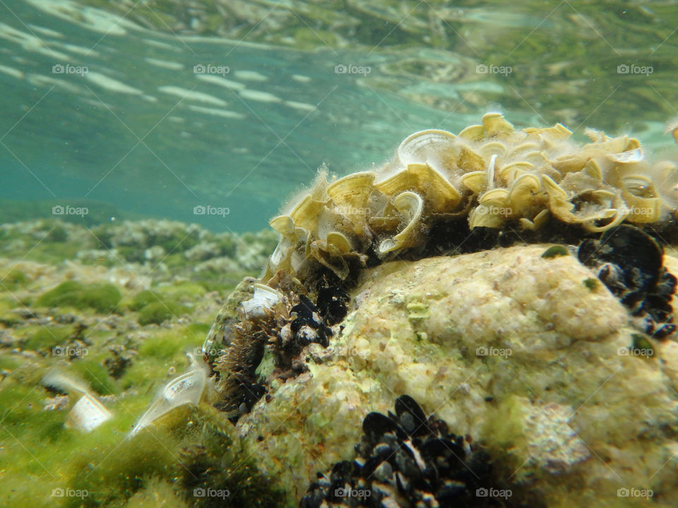 sea life under the surface. macro shot of underwater sea life