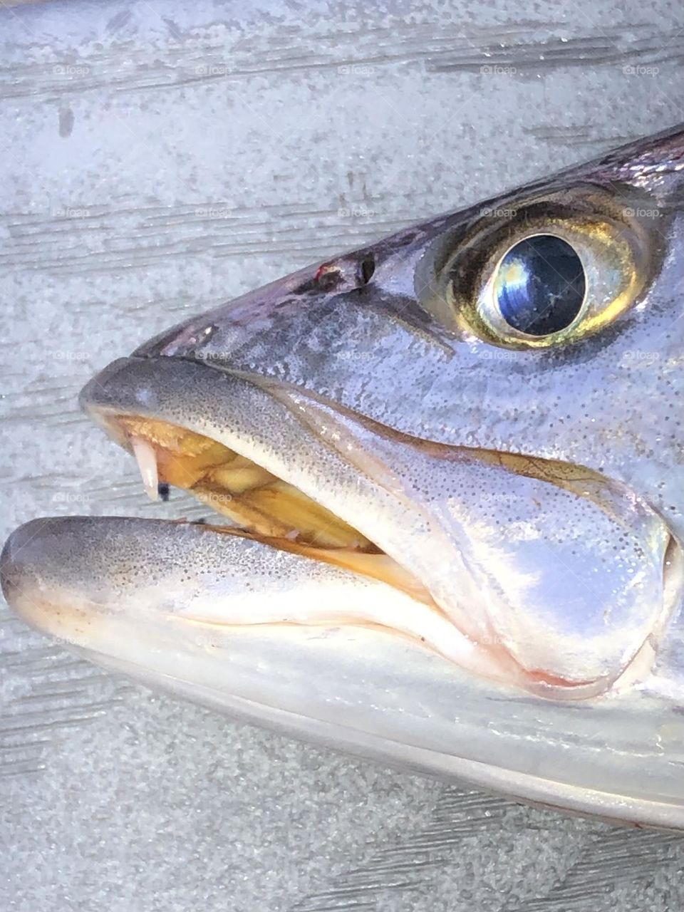 Caught some trout at the bay house this weekend! Had to get a closeup of him and his teeth!