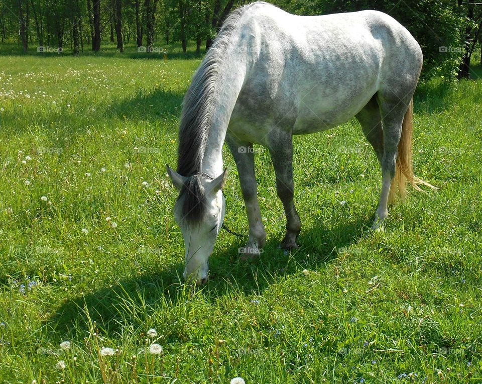 Grass, Pasture, Farm, Cavalry, Animal