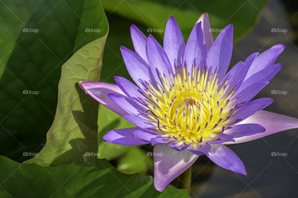 The beauty of the Purple Lotus Bloom in ponds