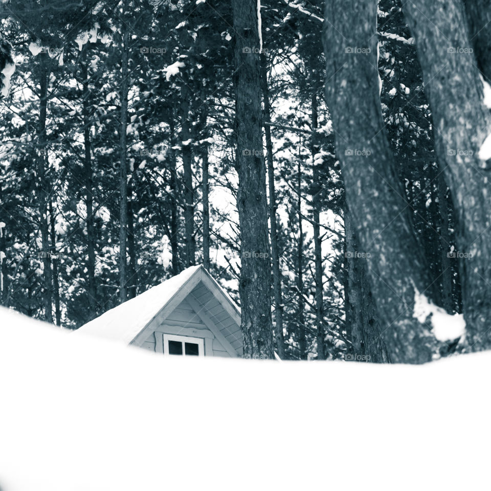 Snow, Winter, Wood, Tree, Cold