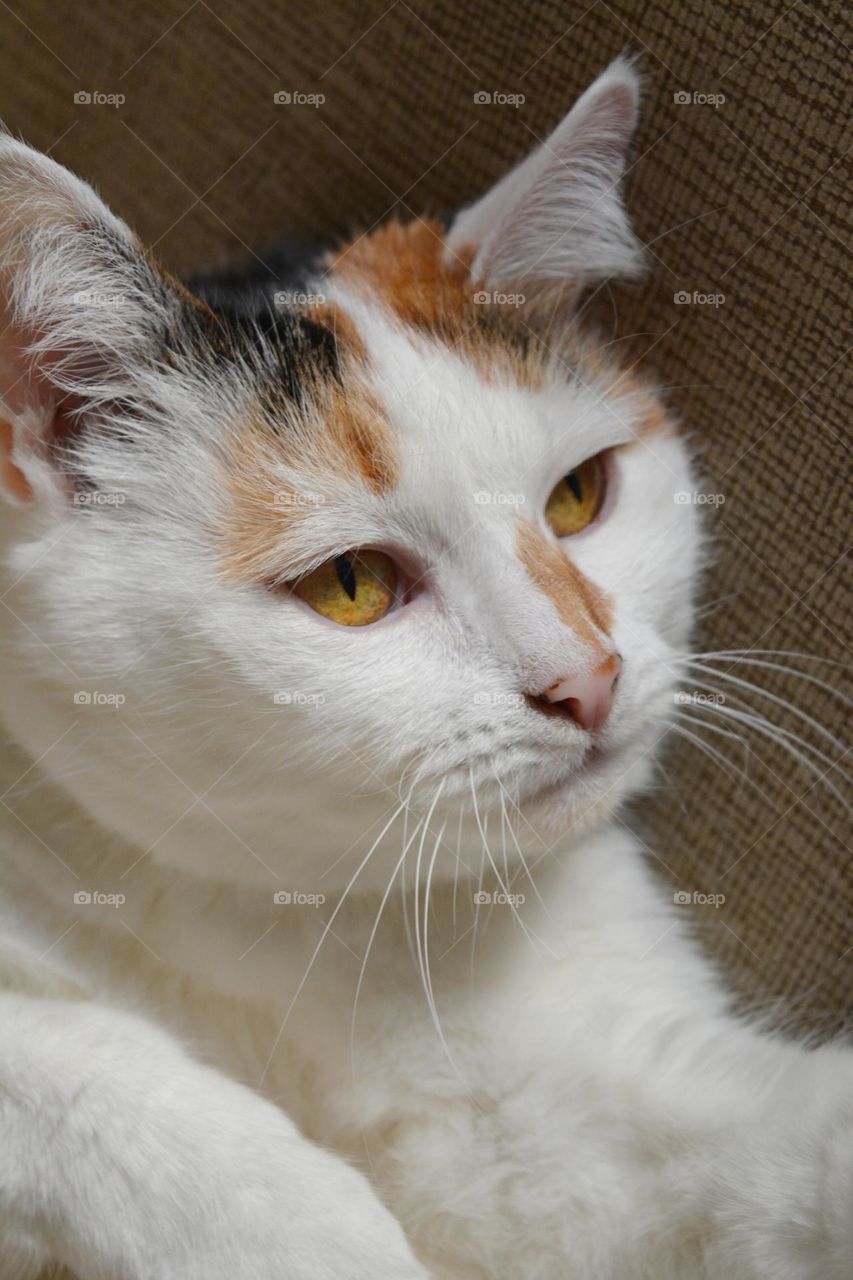 cat beautiful portrait close up