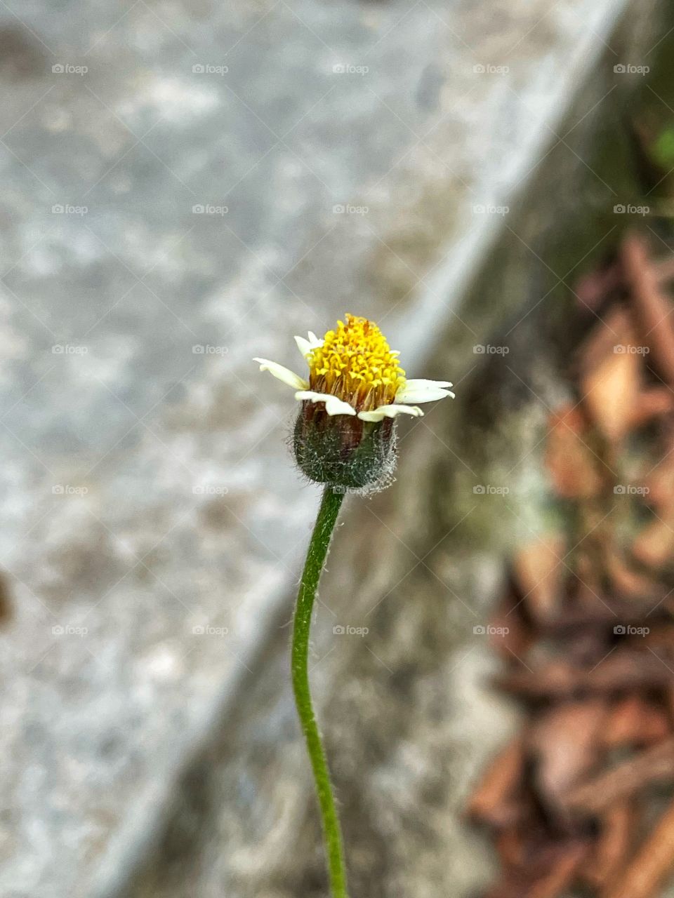 Mini flower