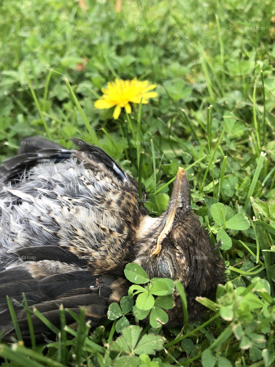 Closeup on dead sparrow bird