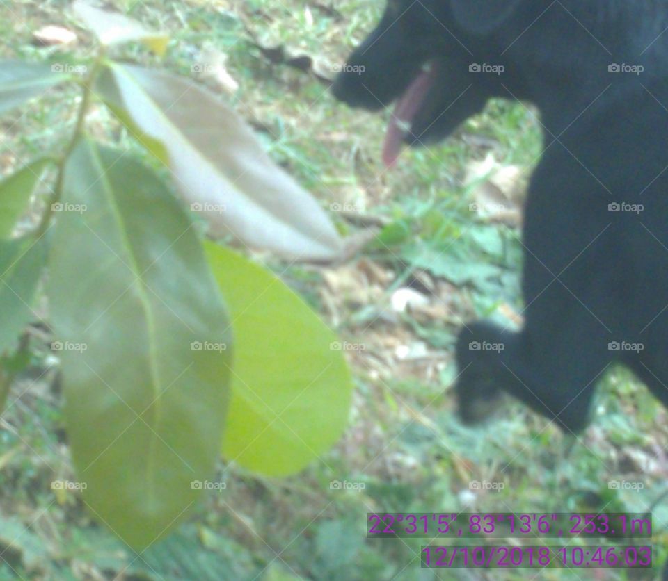 Happy Pat with solid gold.