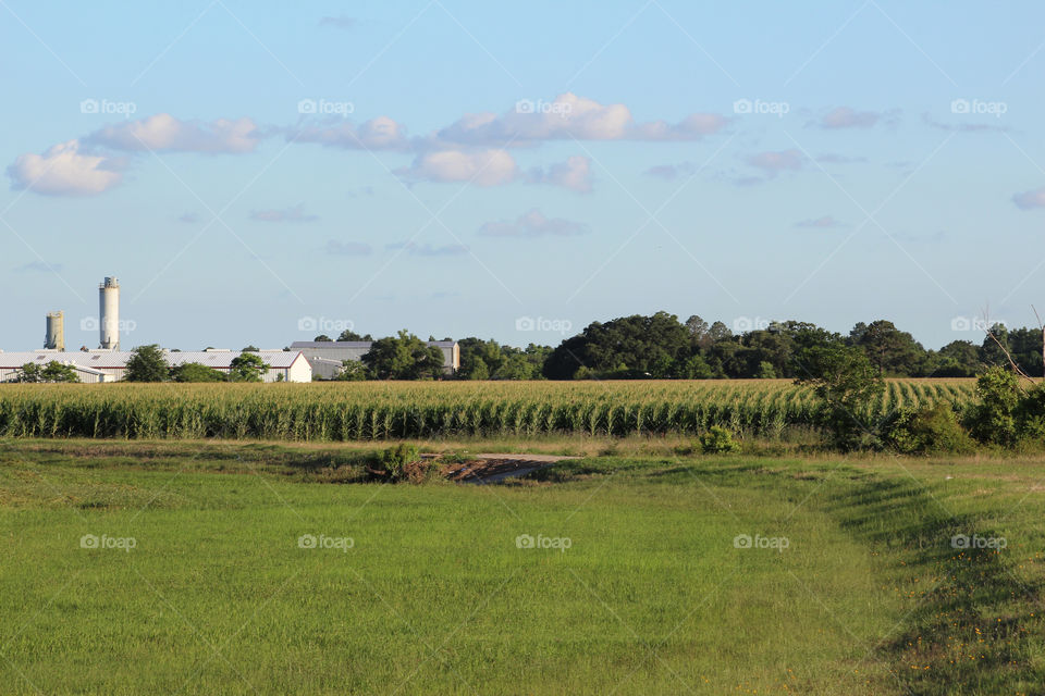 Farm land 