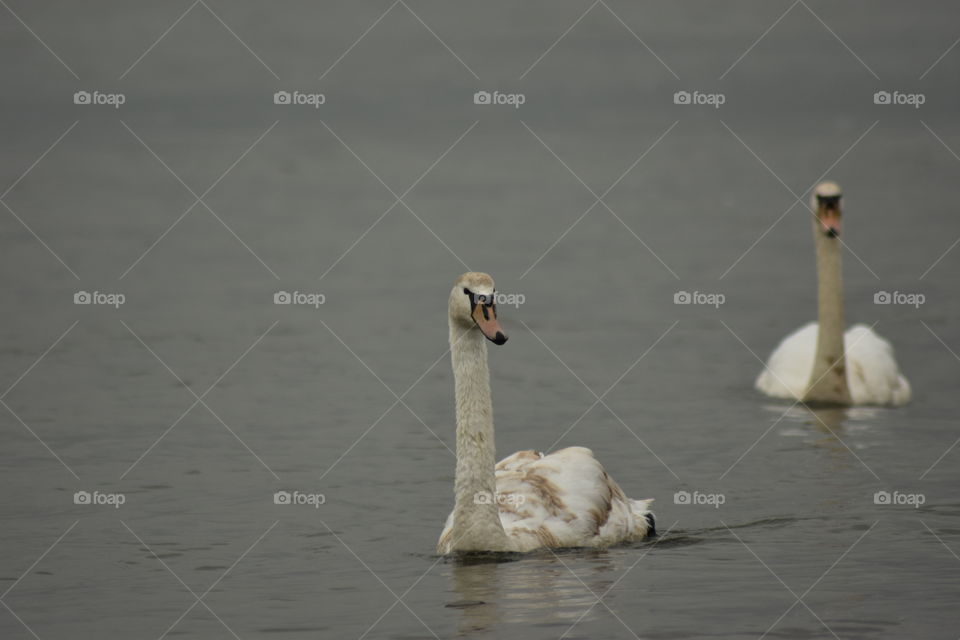 Two swans swimming on water