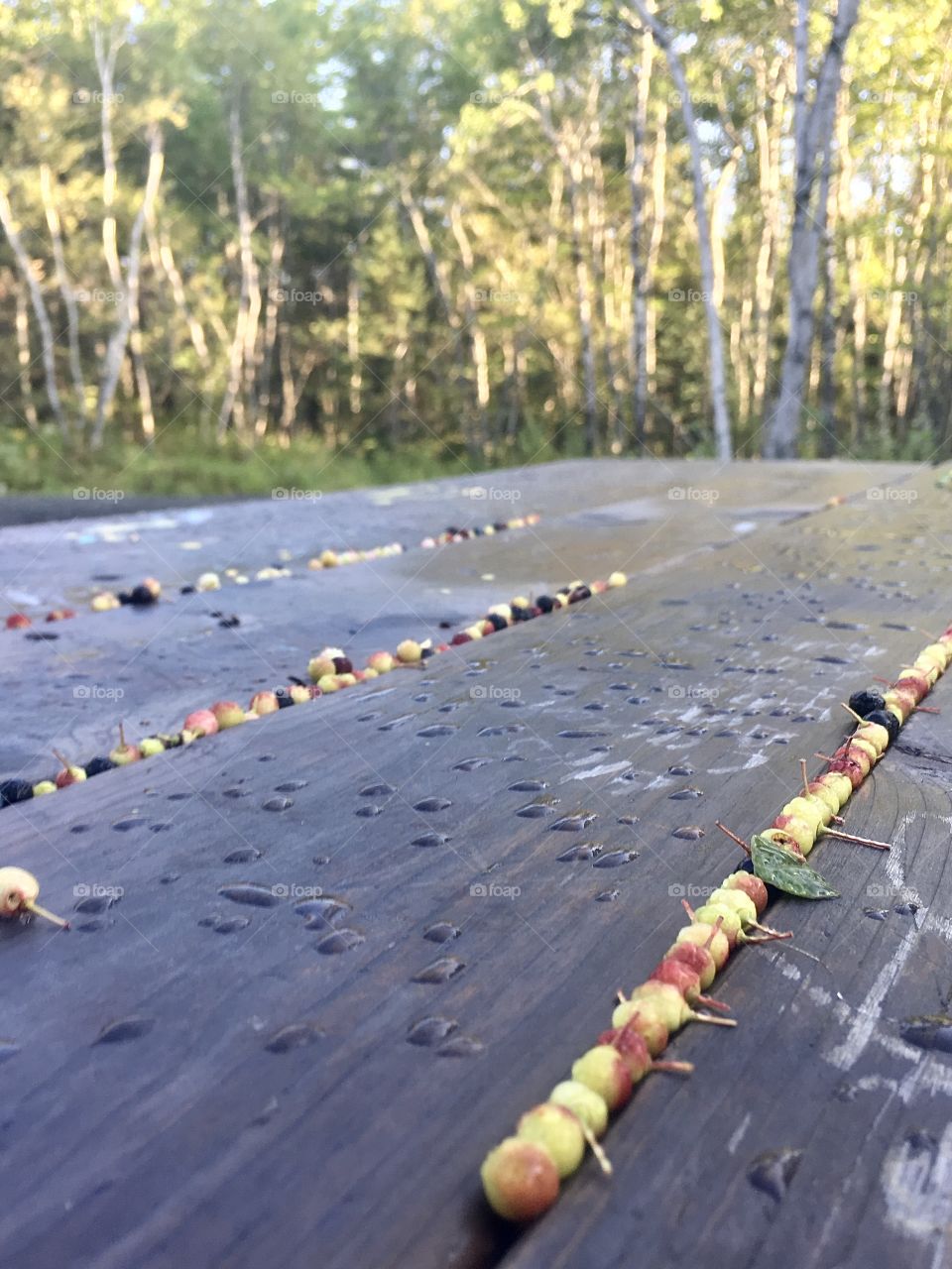 Berries on a picnic table on a woodsy trail