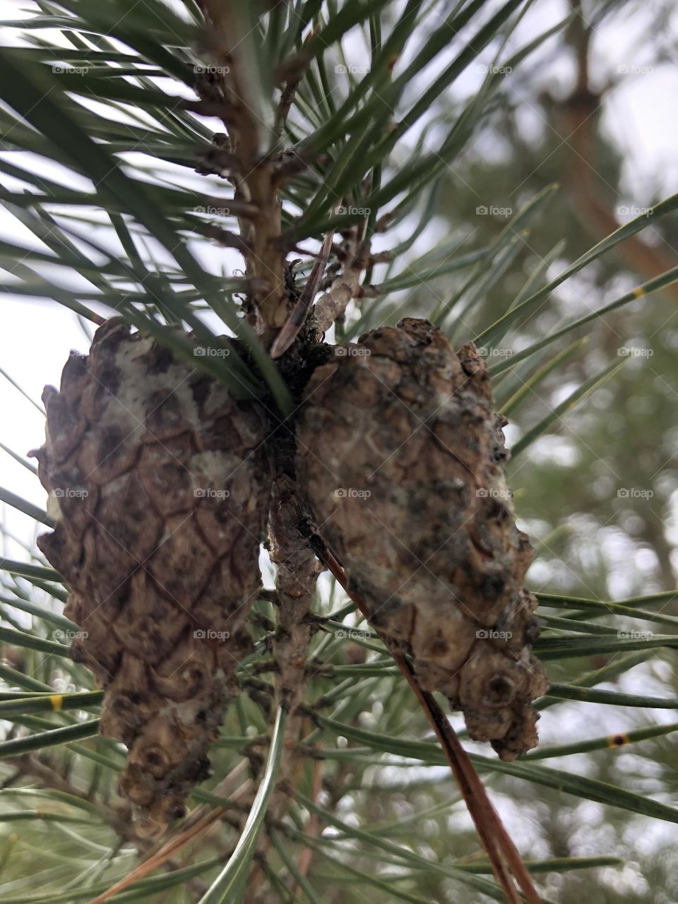 pine nuts