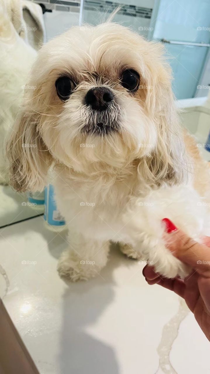 The dog after shower 