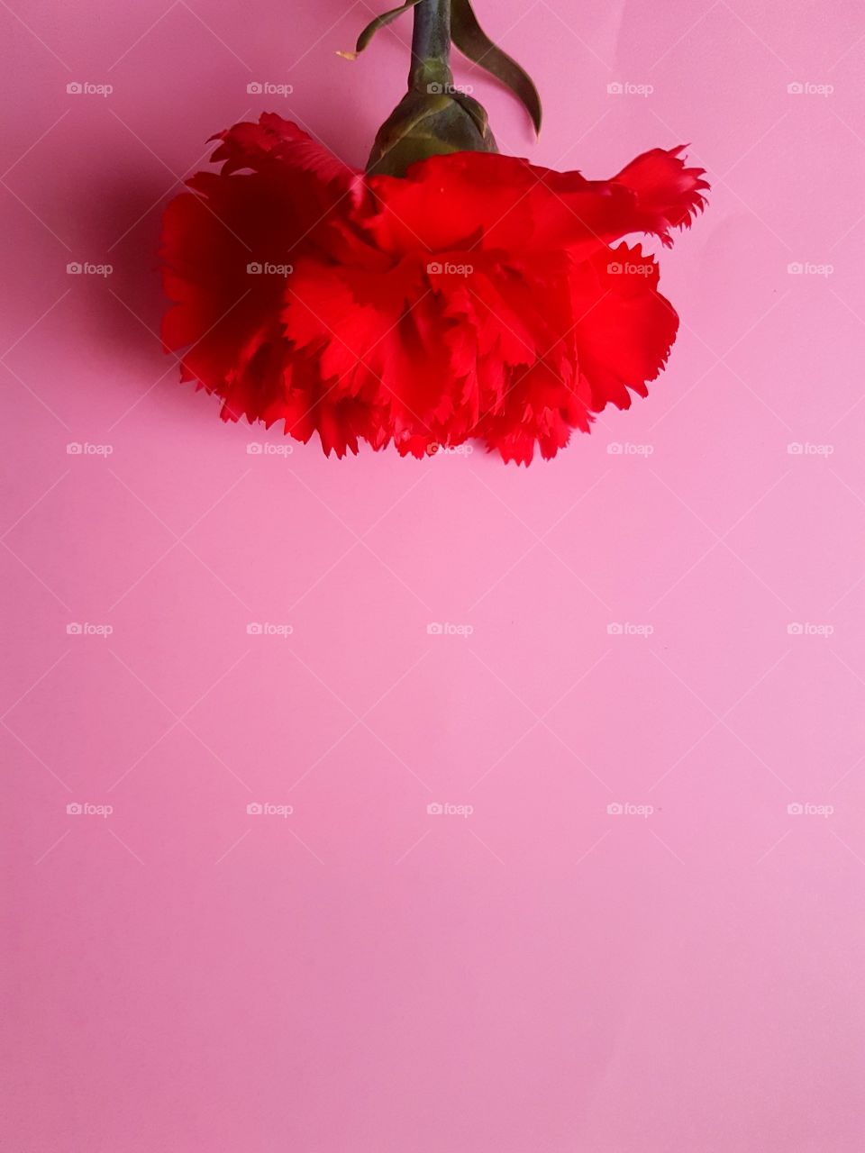 Red flower on pink background