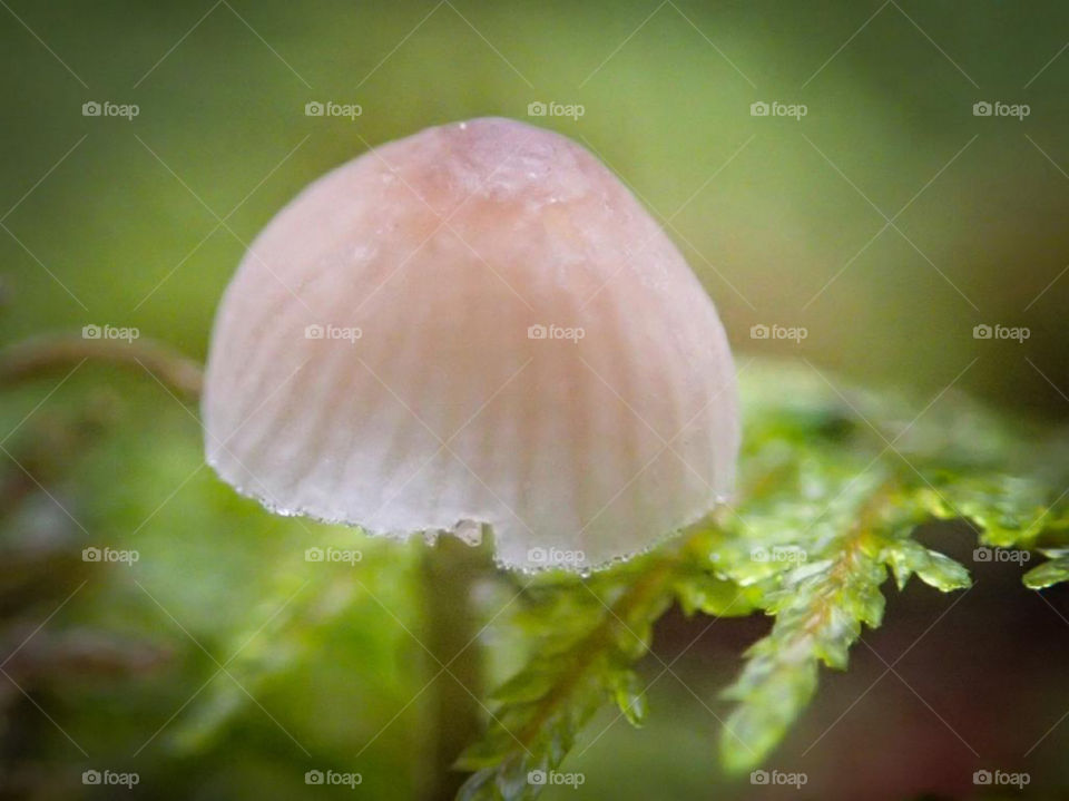 The tiniest mushroom on a macro shot 