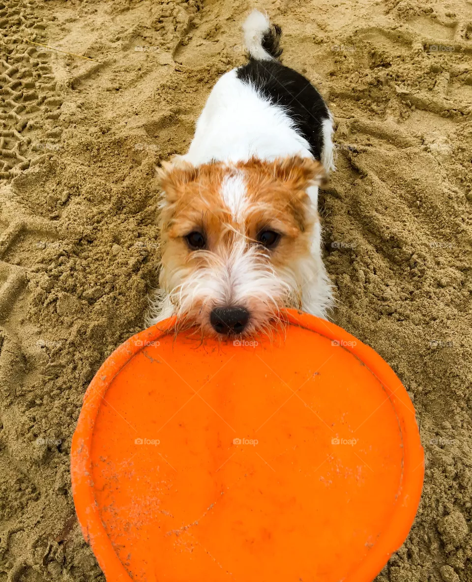 Terrier