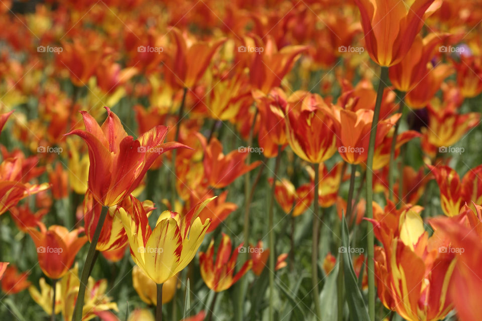 chaloos garden flower orange by nader_esk