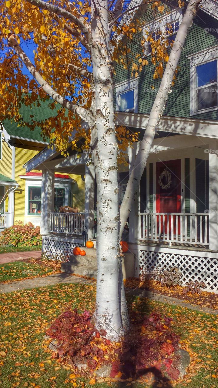 Colorful Yard & Homes