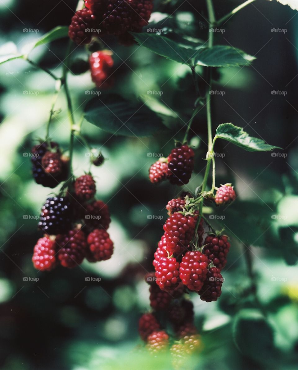 Blackberries