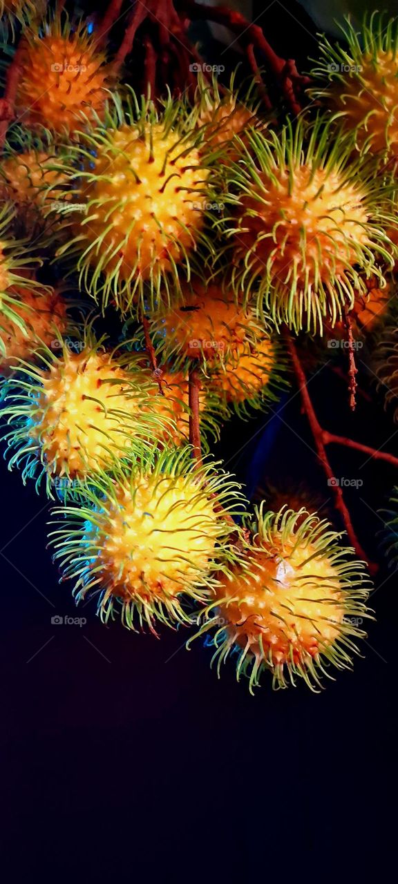 rambutan