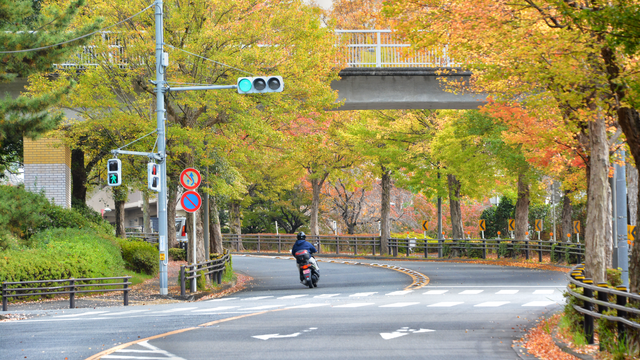 Autumn in Japan 