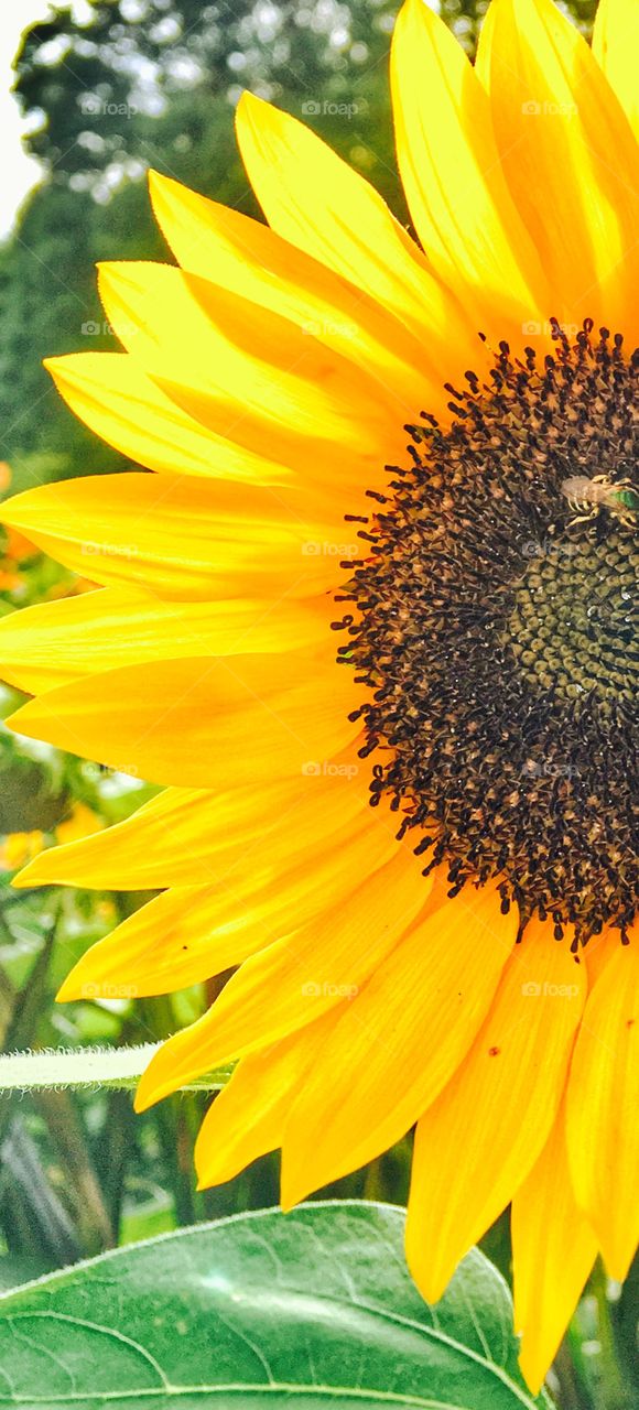 Close-up of yellow bright sunflower