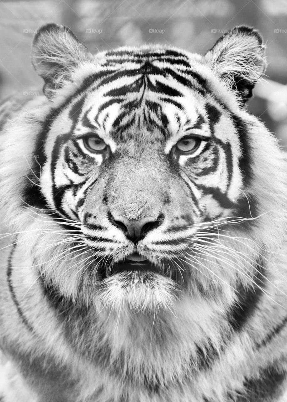 tiger portrait black and white