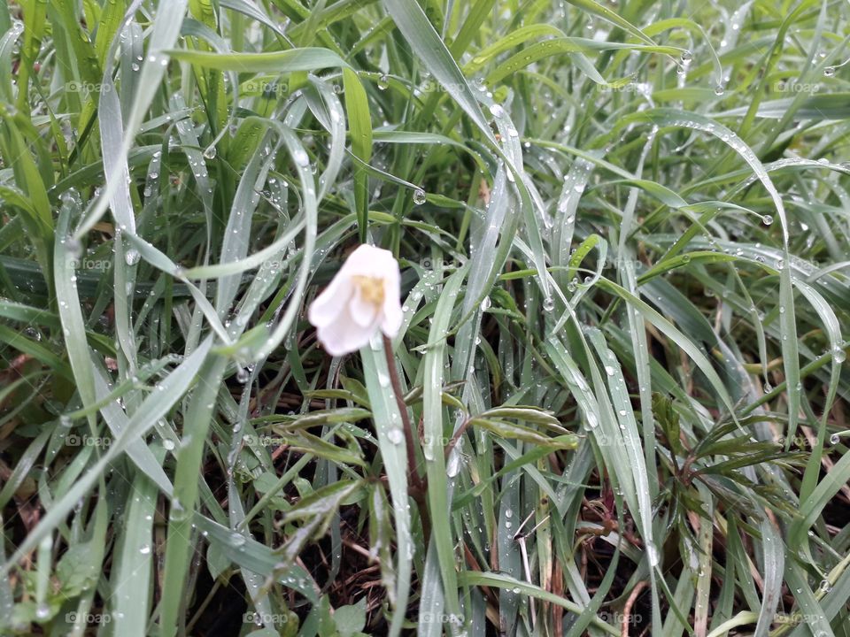 springtime in the wood