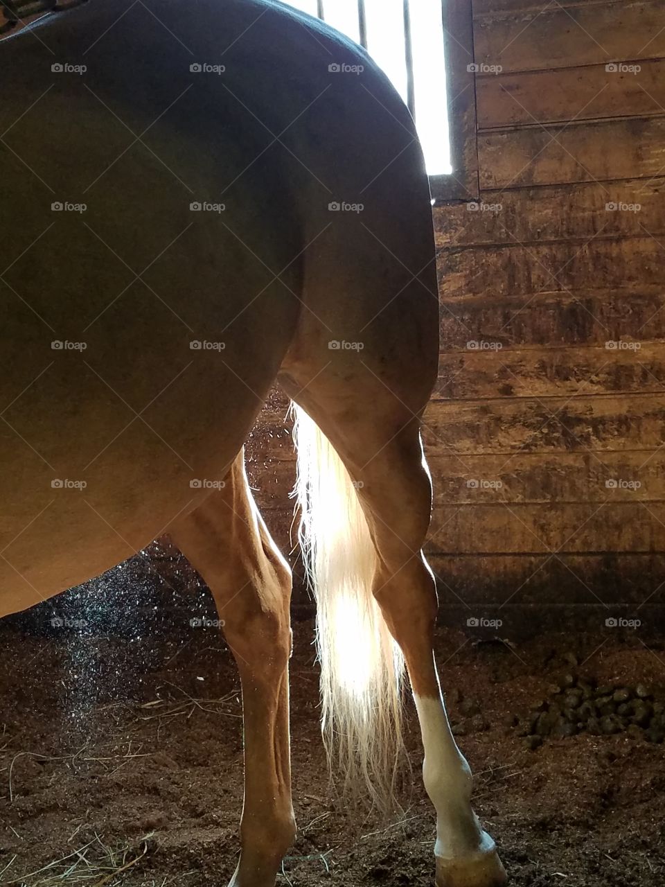 An American Saddlebred Horse Herbie Sunlit Tail