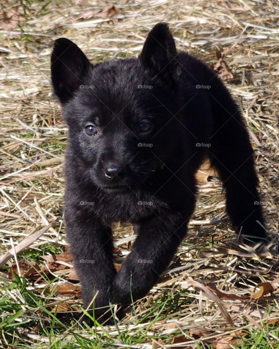 Black German Shepherd Puppy 